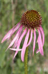 Wavyleaf purple coneflower